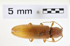 Foto (Dorsalansicht) von Athous escorialensis (NHMW-ZOO-COL-0008627)